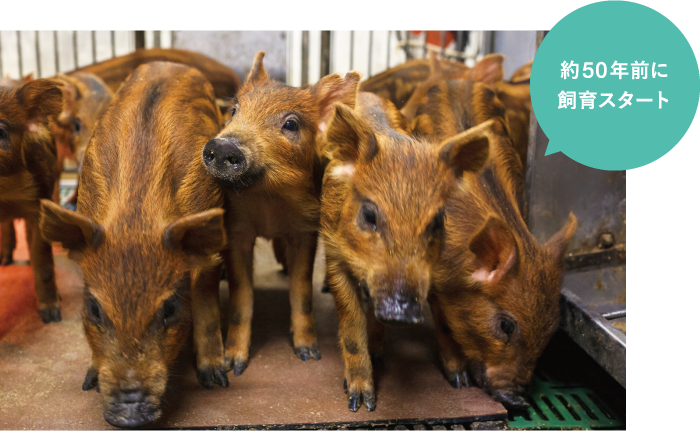 約50年前に飼育スタート