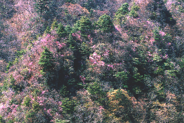 ふんわりと美しい 上野村の春の山